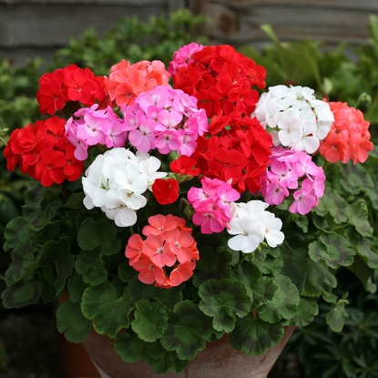 Picture of Geranium - Cabaret Mixed F2
